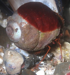 Pagurus granosimanus