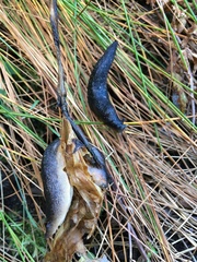 Ariopelta