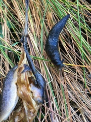 Ariopelta