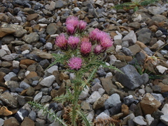 Carduus carlinoides