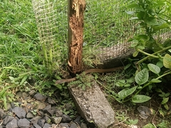 Mastigodryas alternatus