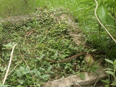 Mastigodryas alternatus