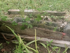 Mastigodryas alternatus