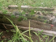 Mastigodryas alternatus