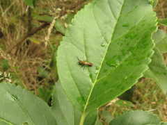 Neocorynura