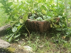 Mastigodryas alternatus