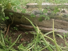 Mastigodryas alternatus