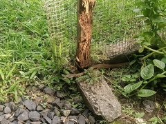 Mastigodryas alternatus