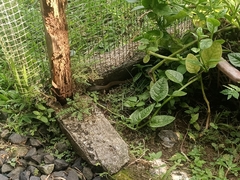 Mastigodryas alternatus