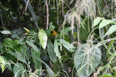 Caryothraustes poliogaster