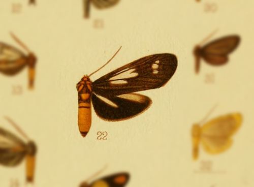 Phacusosia xanthosoma