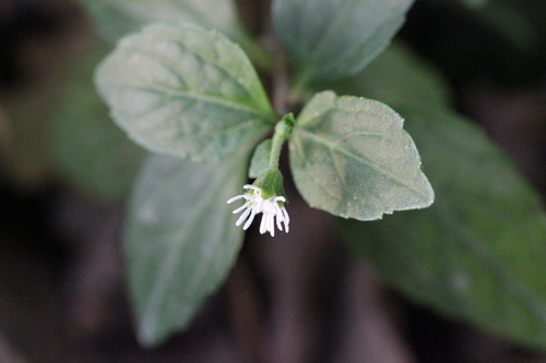 Image of Common Medicineplant (Adenostemma lavenia) by no rights reserved