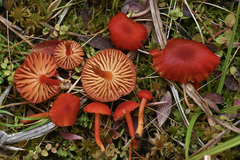 Hygrocybe substrangulata