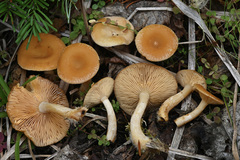 Lactarius alpinus