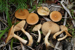 Lactarius alpinus