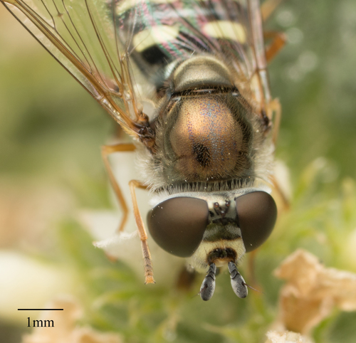 Large-tailed Aphideater photo 5