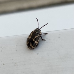 Kuschelina mathematica