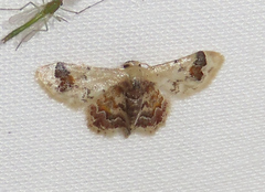 Idaea asceta