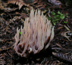 Ramariopsis ramarioides