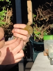 Schiffornis veraepacis