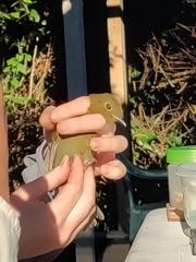 Schiffornis veraepacis