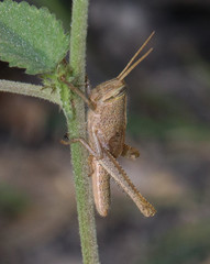 Schistocerca camerata