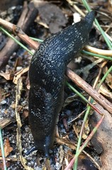 Ariopelta