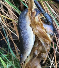 Ariopelta