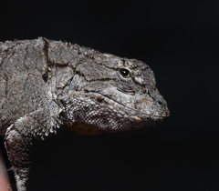 Urosaurus bicarinatus