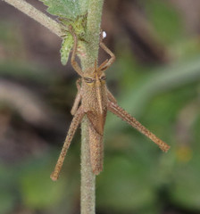 Schistocerca camerata