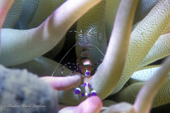 Periclimenes yucatanicus