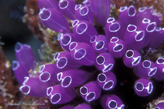 Clavelina puertosecensis