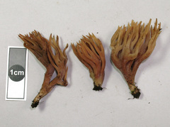 Ramariopsis ramarioides