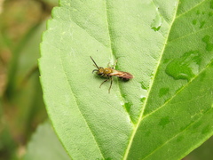 Neocorynura