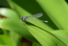 Argia immunda