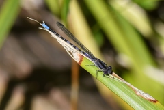 Argia immunda