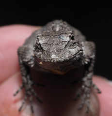 Urosaurus bicarinatus