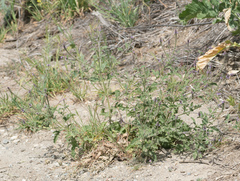 Verbena lasiostachys
