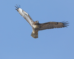 Buteo jamaicensis