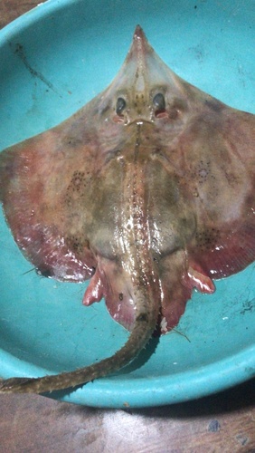 Equatorial skate (Raja equatorialis) — Rajidae — 4