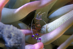 Periclimenes yucatanicus