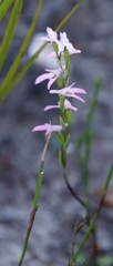Disa obliqua