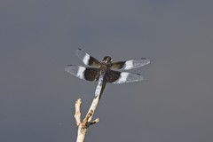 Libellula luctuosa