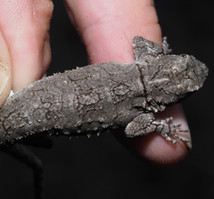 Urosaurus bicarinatus