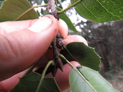 Callirhytis carmelensis