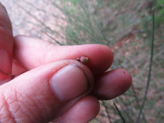 Callirhytis carmelensis