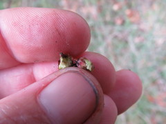 Callirhytis carmelensis