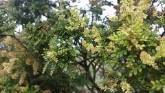 Weinmannia