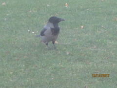 Corvus cornix