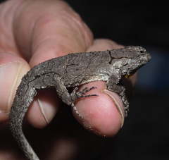 Urosaurus bicarinatus